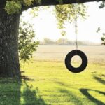 Tree on farm field and tire swing hanging of the branches